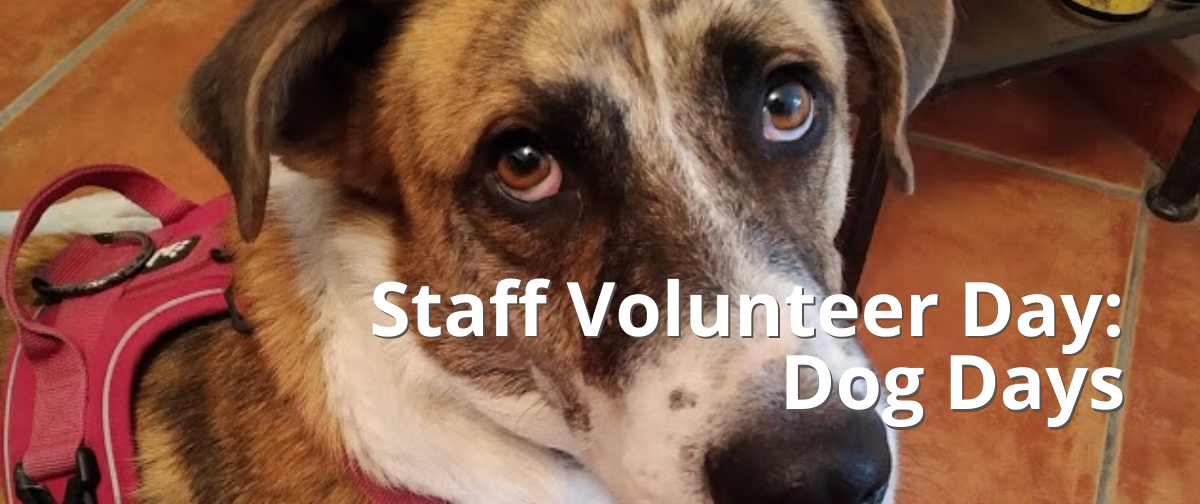 Staff Volunteer Day: Dog Days
