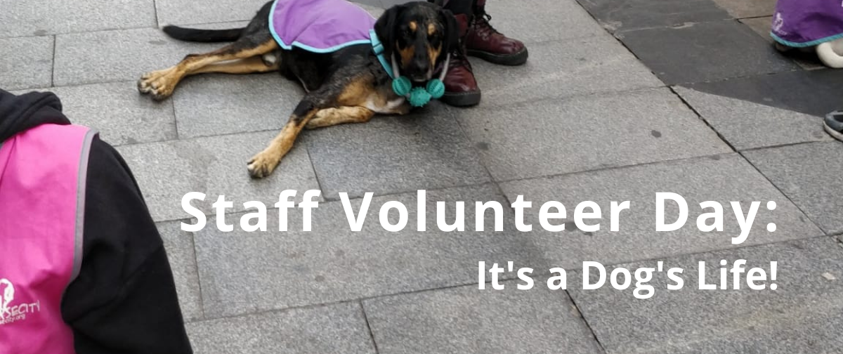 Staff Volunteer Day: It''s a Dog''s Life!