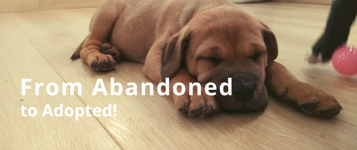 From Abandoned to Adopted: Louise''s Staff Volunteer Day