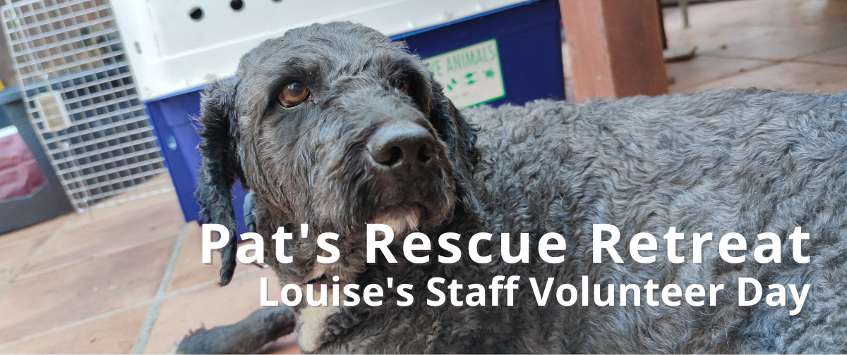 Louise''s Staff Volunteer Day: Pat''s Rescue Retreat