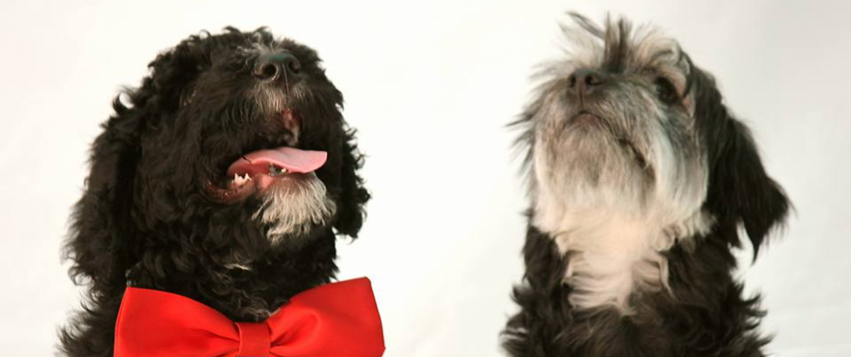 Training Your Emails Like a Puppy