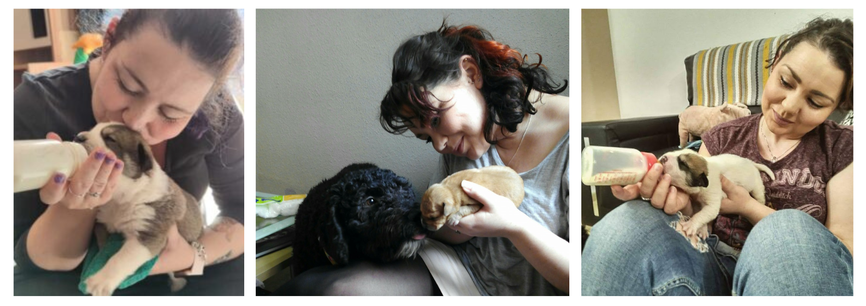 three images of a woman bottlefeeding puppies