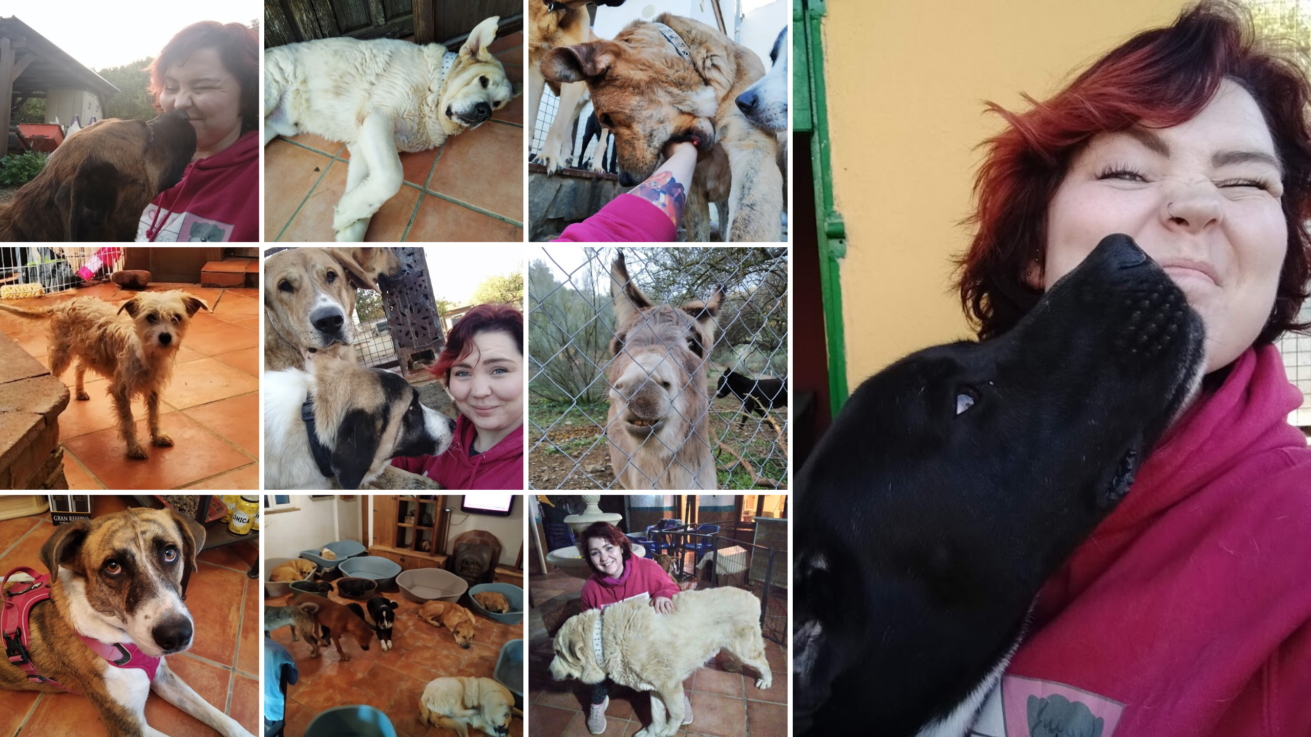 some of the dogs at Pat's Rescue Retreat in Malaga