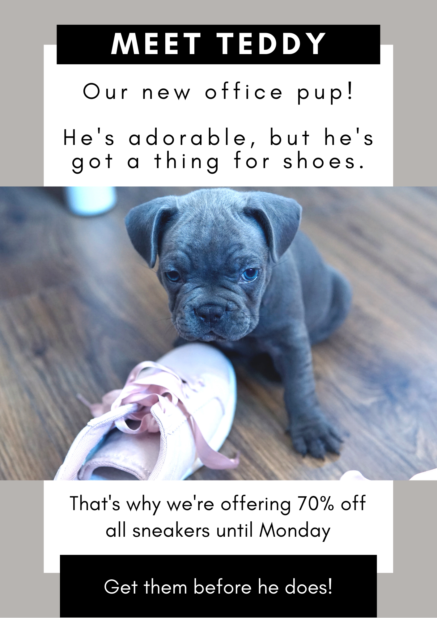 Storytelling: Poster with an image of a grey french bulldog puppy with a white sneaker with pink laces. Text reads: Meet Teddy. Our new office pup! He's adorable, but he's got a thing for shoes. That's why we're offering 70% off all sneakers until Monday. Get them before he does! 